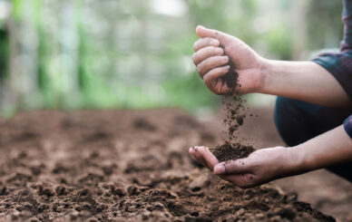 Toprak Verimliliği Nasıl Artırılır?